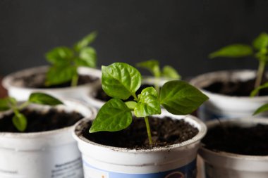 Geri dönüştürülmüş plastik yoğurt kabında küçük sebze tohumları. Sıfır atık .