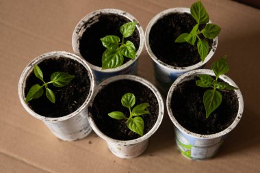Geri dönüştürülmüş plastik yoğurt kabında küçük sebze tohumları. Sıfır atık .