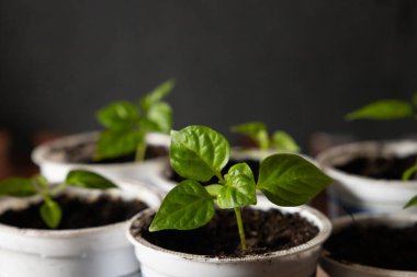 Geri dönüştürülmüş plastik yoğurt kabında küçük sebze tohumları. Sıfır atık .
