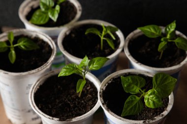 Geri dönüştürülmüş plastik yoğurt kabında küçük sebze tohumları. Sıfır atık .