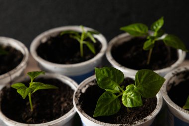 Geri dönüştürülmüş plastik yoğurt kabında küçük sebze tohumları. Sıfır atık .
