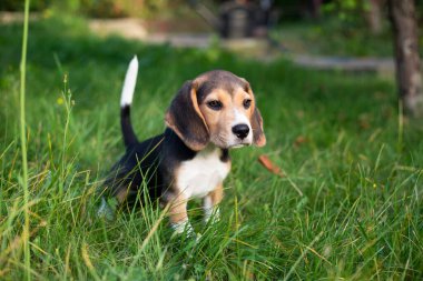 Genç av köpeği dışarıda oynuyor. Av köpeği cinsi.
