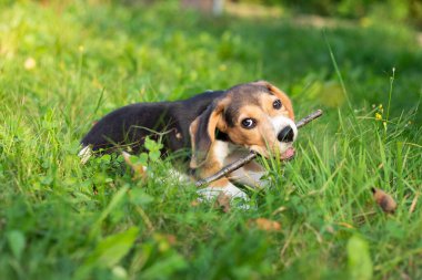 Genç av köpeği dışarıda oynuyor. Av köpeği cinsi.