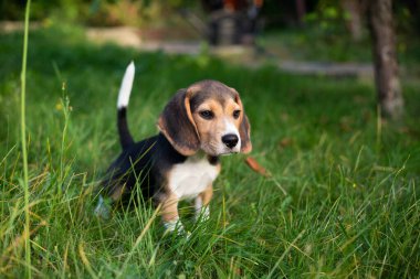 Genç av köpeği dışarıda oynuyor. Av köpeği cinsi.