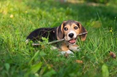Genç av köpeği dışarıda oynuyor. Av köpeği cinsi.