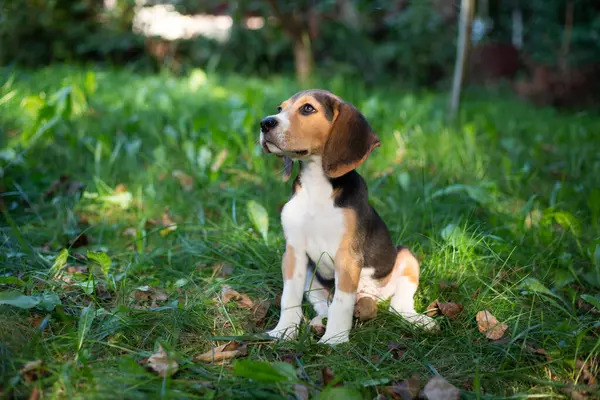 Junger Beagle Hund Spielt Draußen Hunderasse Beagle Stockfoto