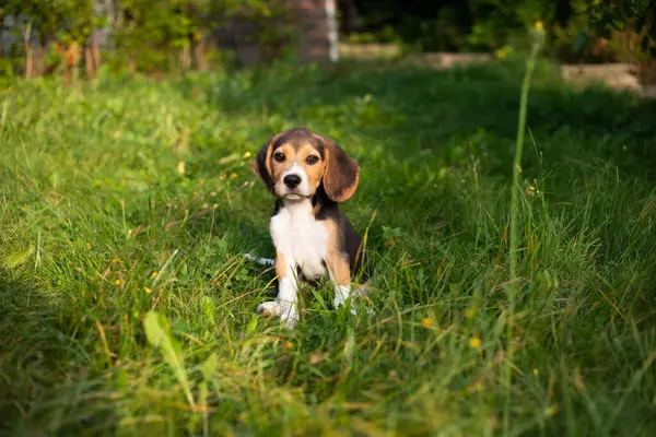 Cão Beagle Jovem Brincando Fora Beagle Raça Cão Imagens De Bancos De Imagens Sem Royalties
