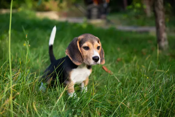 Junger Beagle Hund Spielt Draußen Hunderasse Beagle Stockbild