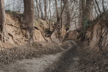 Korzeniowy dol. Loess ravine with roots near Kazimierz Dolny, Poland clipart