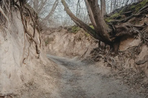 코르도바의 폴란드 Kazimierz Dolny 근처의 뿌리와 느슨한 로열티 프리 스톡 이미지