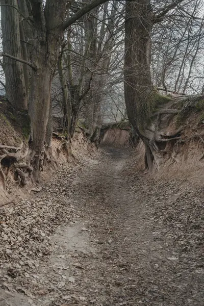 코르도바의 폴란드 Kazimierz Dolny 근처의 뿌리와 느슨한 스톡 사진