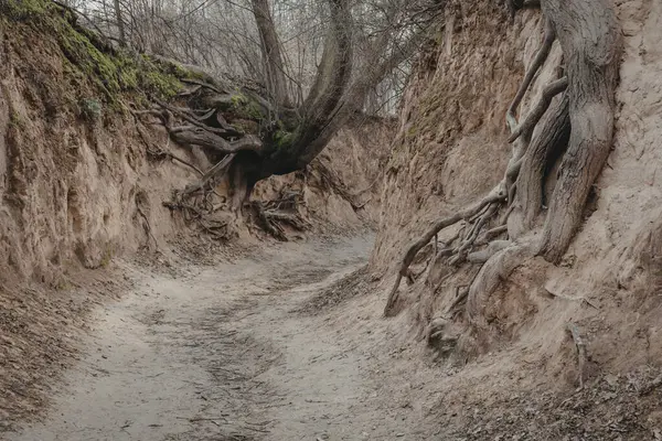 코르도바의 폴란드 Kazimierz Dolny 근처의 뿌리와 느슨한 로열티 프리 스톡 이미지