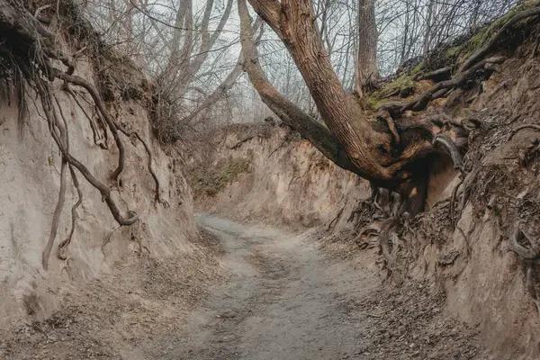 코르도바의 폴란드 Kazimierz Dolny 근처의 뿌리와 느슨한 스톡 이미지