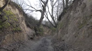 'Korzeniowy Dol' vadisi, Kazimierz Dolny, Polonya. Kökleri olan gevşek vadi.