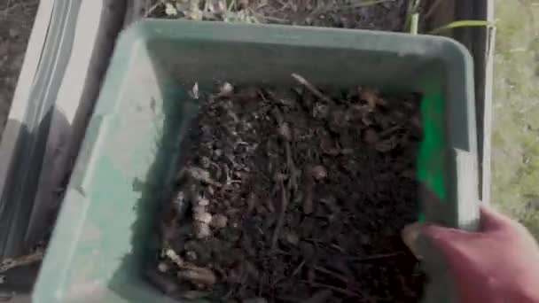 Probírám Čerstvý Kompost Oddělovací Půda Přesto Nekompostované Části Přírodní Hnojivo — Stock video