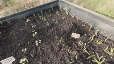 Bahar bahçesindeki yükseltilmiş yataklarda küçük sebzeler