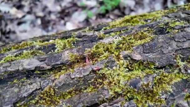 Black Ants Walking Tree Bark — Stock Video