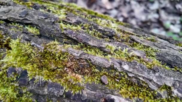 黑蚂蚁在树皮上行走 — 图库视频影像