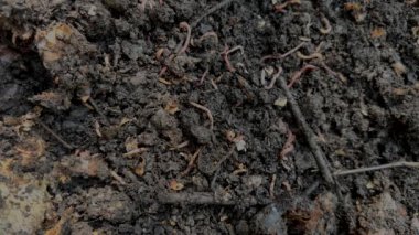 Taze gübre içinde solucanlar. Vermigübreleme, permakültür bahçe konsepti