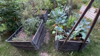 Bahçedeki sebzeler için kaldırılmış yataklar. Bahçe işleri konsepti. Permakültür.