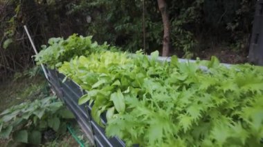 İçinde sebzeler olan metal kaldırılmış yatak. Bahçe konsepti.