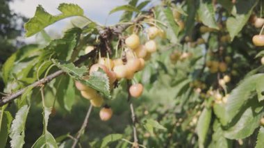 Ağaçtaki Sarı Kirazlar