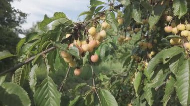 Ağaçtaki Sarı Kirazlar