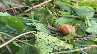 Roma Salyangozu (Helix pomatia) Doğal Arkaplan Üzerine