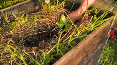 Yükseltilmiş Permakültür Bahçesinde Marul Tohumları Ekmek