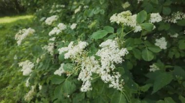 Mürver çiçeği (Sambucus nigra) doğada çiçek açıyor