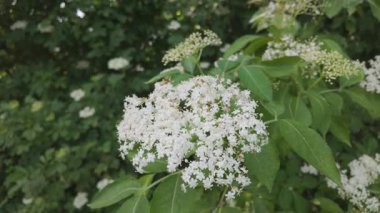 Mürver çiçeği (Sambucus nigra) doğada çiçek açıyor