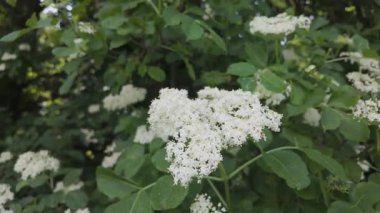 Mürver çiçeği (Sambucus nigra) doğada çiçek açıyor