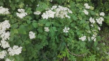 Mürver çiçeği (Sambucus nigra) doğada çiçek açıyor