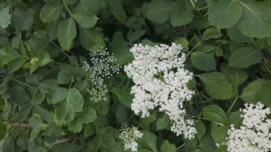 Mürver çiçeği (Sambucus nigra) doğada çiçek açıyor