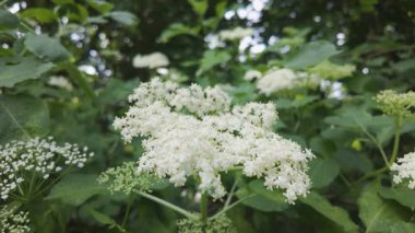 Mürver çiçeği (Sambucus nigra) doğada çiçek açıyor
