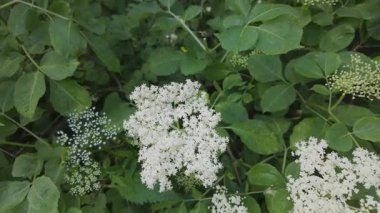 Mürver çiçeği (Sambucus nigra) doğada çiçek açıyor