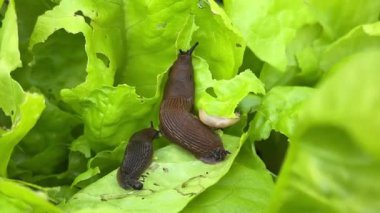 Büyük sümüklüböcek, İspanyol sümüklüböcek (Arion rufus) bahçede marul yiyor.