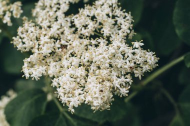 Mürver çiçeği (Sambucus nigra) doğada çiçek açar. Doğal sağlık tedavi malzemesi.
