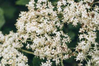 Mürver çiçeği (Sambucus nigra) doğada çiçek açar. Doğal sağlık tedavi malzemesi.