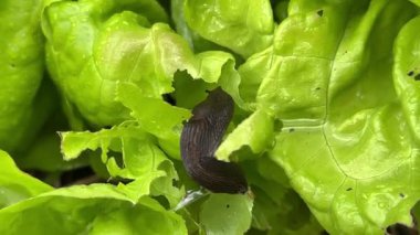 Bahçede çıplak salyangoz yiyen bitkiler. Tarım belası.