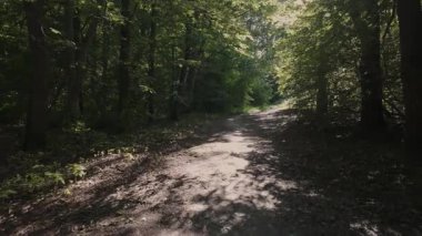 Yaz gününde Sunlit Orman Yolu