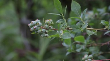 Bahçedeki bir çalılıkta olgunlaşmamış Bilberry