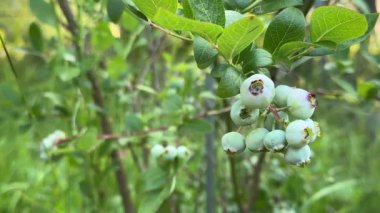 Bush 'a Yakın Çekimde Olgunlaşmamış Yabanmersini