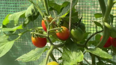 Plastik bir sera tünelinde büyüyen domates bitkileri