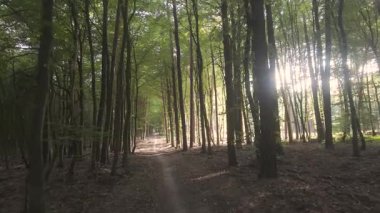 Orman Yolu 'ndaki Akşam Güneşi Dallar Arasında