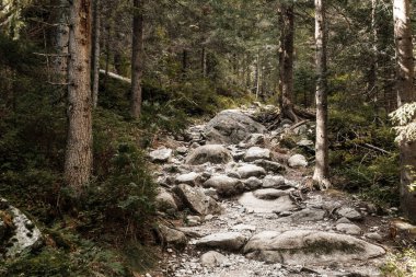 Tatra Dağları 'ndaki dağ yolu, doğa yürüyüşü manzarası.