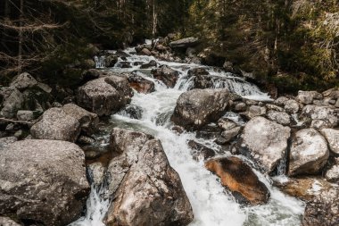 Ormandaki dağ deresi, kayalar ve huzurlu doğa manzarası.