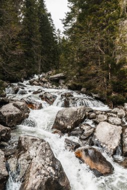 Ormandaki dağ deresi, kayalar ve huzurlu doğa manzarası.