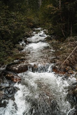 Ormandaki dağ deresi, kayalar ve huzurlu doğa manzarası.