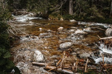 Ormandaki dağ deresi, kayalar ve huzurlu doğa manzarası.